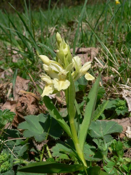 Prstnatec bezový (Dactylorhiza sambucina), Mrákotín, Jasanky [JI], 2.5.2008, foto Luděk Čech