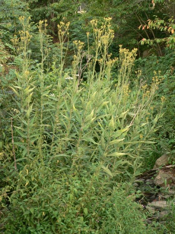 Mléč bahenní (Sonchus palustris), Vlkov [ZR], 21.7.2006, foto Luděk Čech