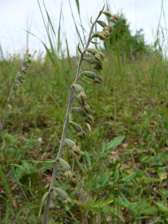 Kruštík drobnolistý (Epipactis microphylla), Dolní Čepí [ZR], 29.6.2006, foto Luděk Čech