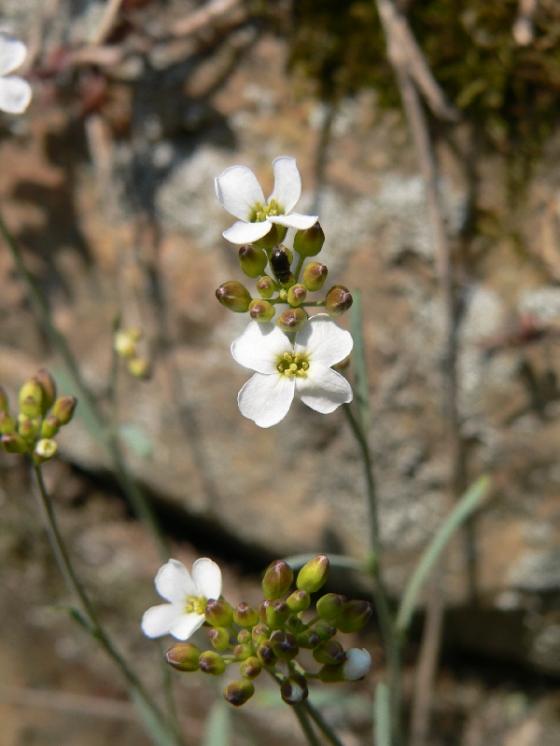 Řeřišničník skalní (Arabidopsis petraea), Mohelno, Nad Fiolou [TR], 7.4.2009, foto Luděk Čech