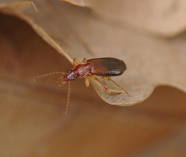 Střevlíček Dromius angustus, foto Václav Křivan