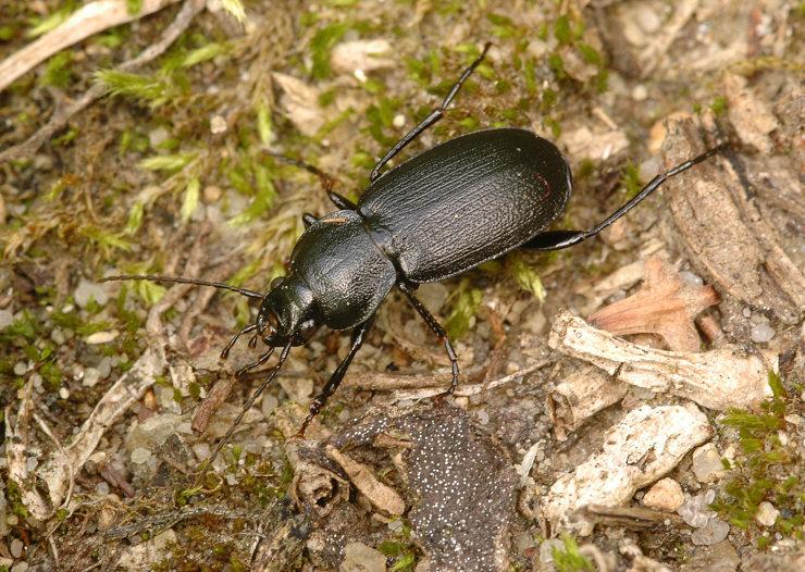 Střevlíček Licinus depressus, foto Václav Křivan