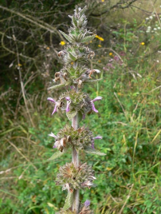 Čistec německý pravý (Stachys germanica), NPP Švařec [ZR], 16.9.2009, foto Luděk Čech