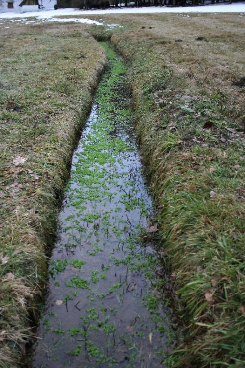 Zdrojovka hladkosemenná potoční (Montia fontana subsp. amporitana), NPP Jankovský potok [PE], 18.1.2008, foto Libor Ekrt