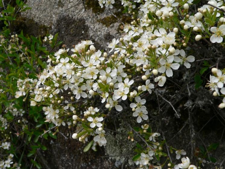 Třešeň křovitá (Prunus fruticosa), Pocoucov [TR], 30.4.2008, foto Luděk Čech