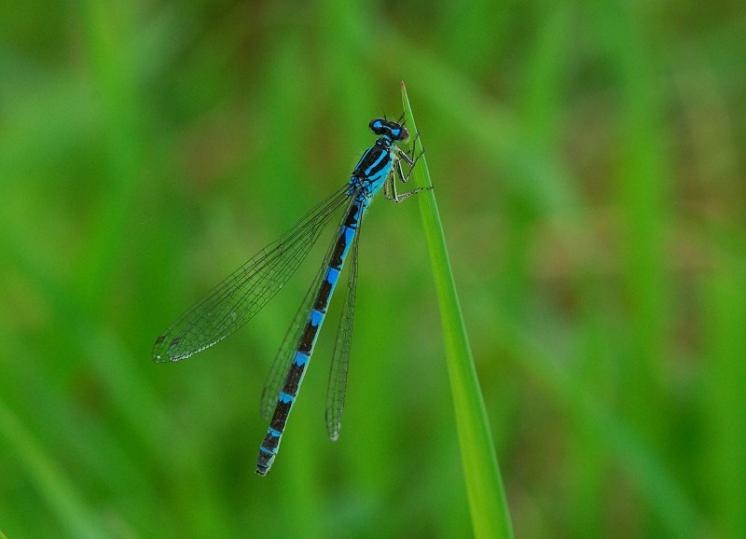 Šidélko ozdobné (Coenagrion ornatum), Slavětice, foto Václav Křivan