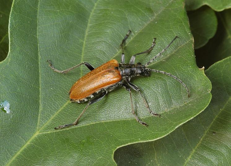 Tesařík Stenocorus quercus, Tavíkovice, foto Václav Křivan