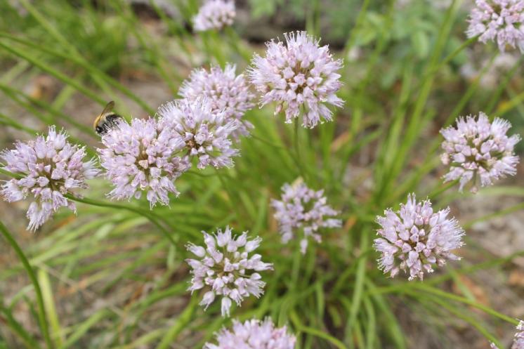 Česnek šerý horský (Allium senescens subsp. montanum), Šemíkovice, Výří skála [TR], 18.6.2016, foto Libor Ekrt