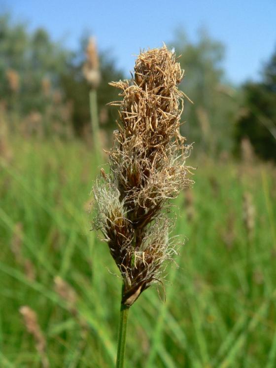 Ostřice dvouřadá (Carex disticha), Stará Říše, Hruškovec [JI], 2.6.2008, foto Luděk Čech