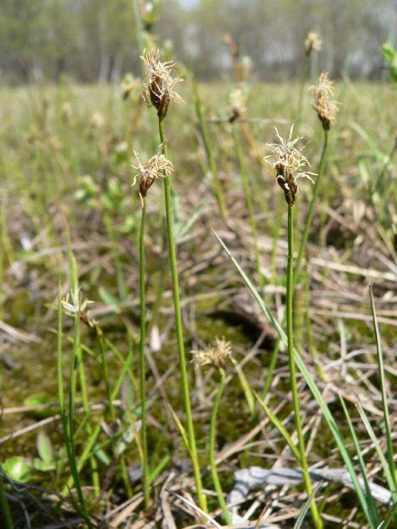 Ostřice šlahounovitá (Carex chordorrhiza), PR Rašeliniště Kaliště [JI], 15.6.2008, foto Libor Ekrt