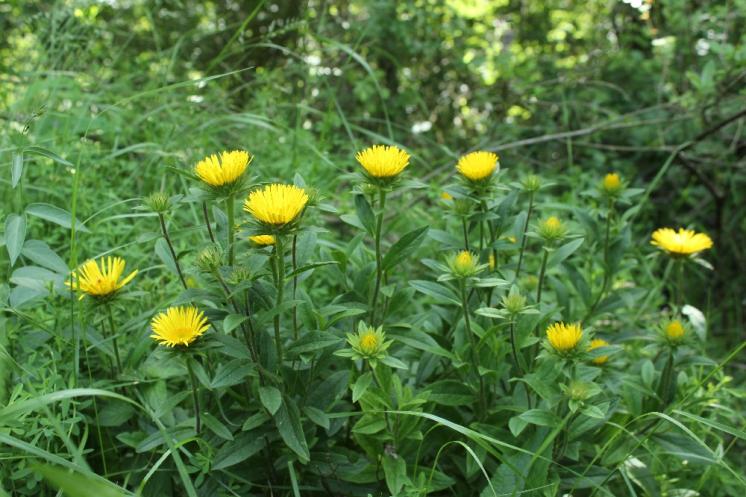 Oman srstnatý (Inula hirta), Šemíkovice, Knížecí seč [TR], 8.6.2016, foto Libor Ekrt