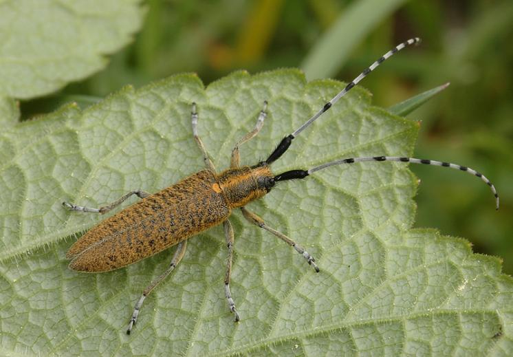 Kozlíček Agapanthia villosoviridescens, Štěměchy, foto Václav Křivan