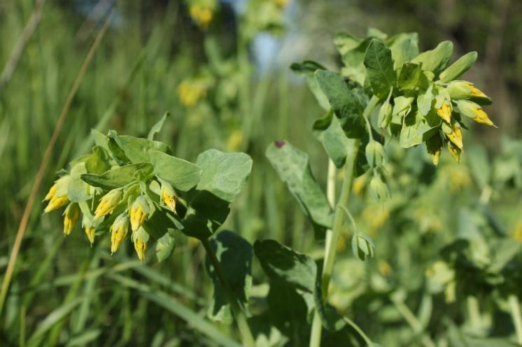 Voskovka menší (Cerinthe minor), Krasonice, vápencový lom u Maškova mlýna [JI], 28.5.2015, foto Libor Ekrt