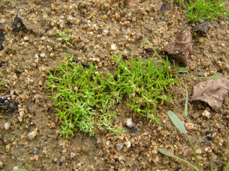 Masnice vodní (Tillaea aquatica), Zadní Zhořec, Nový rybník [ZR], 27.6.2016, foto Josef Komárek