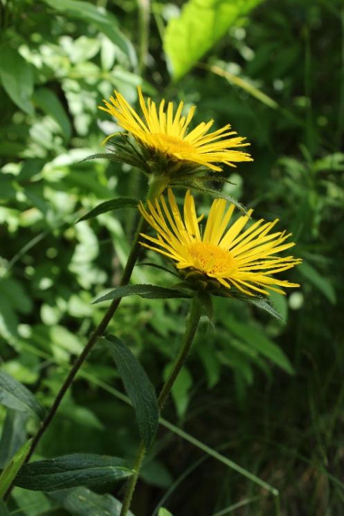 Oman srstnatý (Inula hirta), Šemíkovice, Knížecí seč [TR], 8.6.2016, foto Libor Ekrt