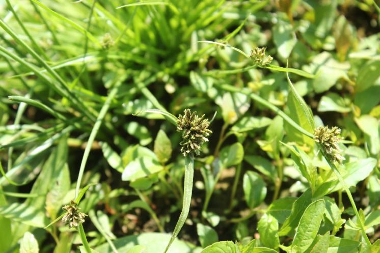 Šáchor hnědý (Cyperus fuscus), Dyjice, rybníček u obce [JI], 23.6.2013, foto Libor Ekrt