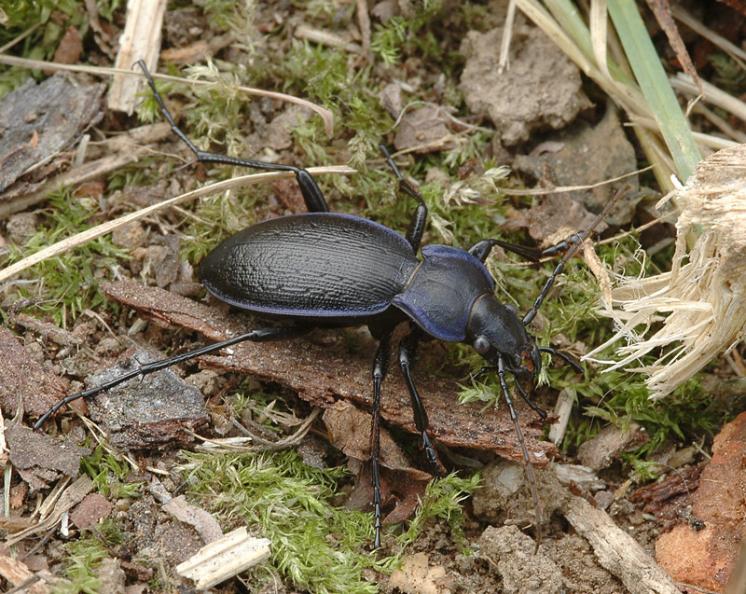 Střevlík Carabus problematicus, foto Václav Křivan