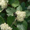 Jeřáb podunajský (<i>Sorbus danubialis</i>), PR Havran [TR], 14.5.2008, foto Luděk Čech