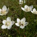 Tolije bahenní (<i>Parnassia palustris</i>), PR U Miličovska [PE], 7.8.2008, foto Luděk Čech