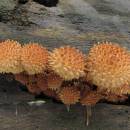 Šupinovka ježatá (<i>Pholiota squarrosoides</i>), NPR Velký Špičák [JI]
