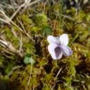 Violka bahenní (<i>Viola palustris</i>), PR Šimanovské rašeliniště, 7.5.2016, foto Vojtěch Kodet