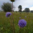 Čertkus luční (<i>Succisa pratensis</i>), PR Šimanovské rašeliniště, 10.9.2009, foto Vojtěch Kodet