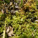 Bažiník kostrbatý (<i>Sphagnum squarrosum</i>), PP Na Podlesích, 9.5.2012, foto Vojtěch Kodet