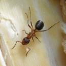Mravenec pastvinný (<i>Formica exsecta</i>) patří k nejvíce ohroženým druhům mravenců u nás, Prvníky, foto Klára Bezděčková.