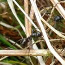 mravenec rašelinný (Formica picea)