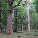 V PR Náměšťská obora nalézají vhodné podmínky k životu četné arborikolní druhy hmyzu a mravenci nejsou žádnou výjimkou, foto Pavel Bezděčka.